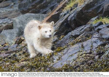 Spirit bear cub (Ursus americanus kermodei) foraging in the intertidal zone, Great Bear Rainforest, British Columbia central coast, Canada  acp87483 WaynexLynch