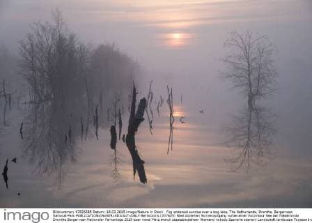Fog endowed sunrise over a bog lake, The Netherlands, Drenthe, Bargerveen National Park  BertxOoms (237625)