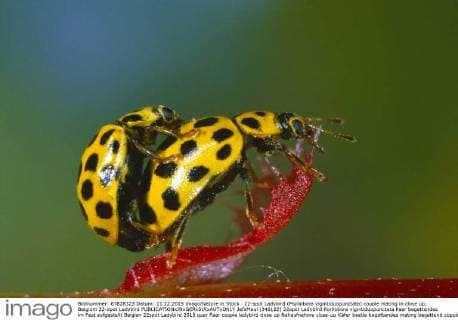 22-spot Ladybird (Psyllobora vigintiduopunctata) couple mating in close up, Belgium 22-spot Ladybird  JefxMeul (240162)