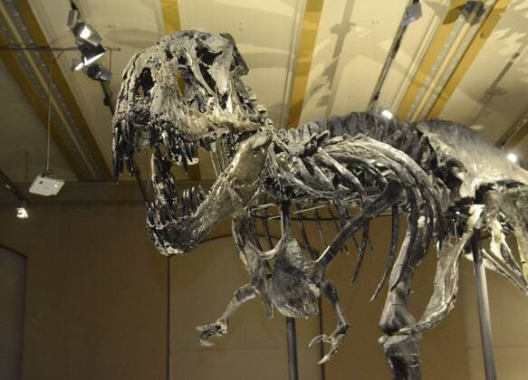 17 . 12 . 2015 , Berlin Mitte : Dinosaurier Tristan Otto ist der neue Star im Berliner Naturkundemuseum.