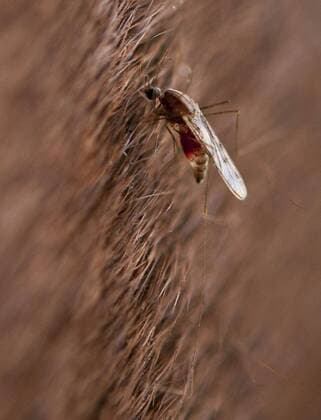 April 24, 2013 - Sacramento, CA, USA - A mosquito draws blood from a horse. For a story on West Nile Virus..Wednesday, April 24, 2013. - ZUMAs76