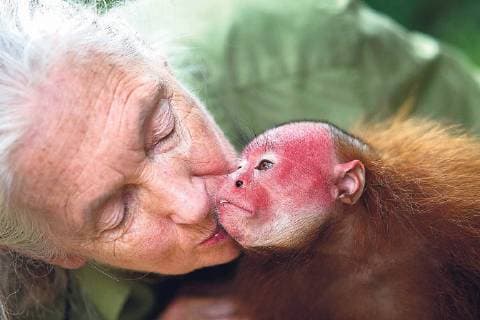 IMAGO ICONS: Jane Goodall Nov. 21, 2013 - ECO, PerÃƒÆ’Ã‚ - 21 DE NOVIEMBRE DE 2013..JANE GOODALL VISITO EN IQUITOS UN REFUGIO Y CENTRO DE RESCATE DE VARIAS ESPECIES AMAZONICAS...FOTO: ENRIQUE CUNEO EL COMERCIO.  - ZUMAp94