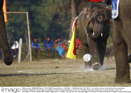 (151228) -- CHITWAN, Dec. 27, 2015 -- An elephant kicks a ball during the competition between Chaudhary group team and Buddha air team on the second day of the 12nd Elephant Festival at Sauraha in Chitwan District, some 154 kilometers from the capital Kathmandu, Nepal, Dec. 27, 2015. The five-day fair was organized by the Regional Hotel Association of Sauraha to promote tourism in Nepal. An elephant race, a bullock cart race, a horse cart race, elephant soccer, an elephant beauty pageant and various cultural activities will be held during the event. ) NEPAL-CHITWAN-ELEPHANT FESTIVAL PratapxThapa