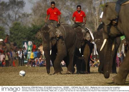 (151228) -- CHITWAN, Dec. 27, 2015 -- Elephants kick a ball during the competition between Chaudhary group team and Buddha air team on the second day of the 12nd Elephant Festival at Sauraha in Chitwan District, some 154 kilometers from the capital Kathmandu, Nepal, Dec. 27, 2015. The five-day fair was organized by the Regional Hotel Association of Sauraha to promote tourism in Nepal. An elephant race, a bullock cart race, a horse cart race, elephant soccer, an elephant beauty pageant and various cultural activities will be held during the event. ) NEPAL-CHITWAN-ELEPHANT FESTIVAL PratapxThapa