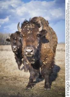 Plains Bison (Bison bison bison), on prairie grass, Manitoba, Canada  acp78198 KenxGillespie