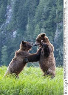 Grizzly Bear, ursus arctos horribilis, Khutzeymateen, British Columbia  acp78217 StephenxHarrington