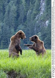 Grizzly Bear, ursus arctos horribilis, Khutzeymateen, British Columbia  acp78220 StephenxHarrington