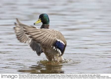 Mallard (Anas platyrhynchos), male wing flap, Burnaby Lake, British Columbia, Canada  acp79015 RobertaxOlenick