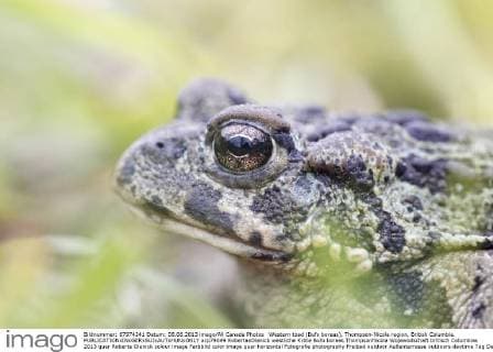 Western toad (Bufo boreas), Thompson-Nicola region, British Columbia.  acp79049 RobertaxOlenick