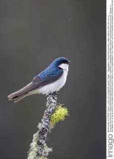 Tree swallow (Tachycineta bicolor), male, singing in the rain, Lac Le Jeune, British Columbia.  acp79055 RobertaxOlenick