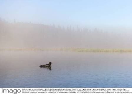 Common loon (Gavia immer), adult with chick on back on misty morning, Lac Le Jeune, British Columbia.  acp79069 RobertaxOlenick
