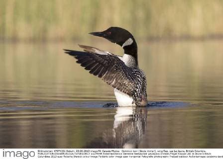 Common loon (Gavia immer), wing flap, Lac Le Jeune, British Columbia.  acp79098 RobertaxOlenick