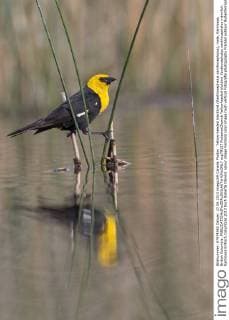 Yellow-headed blackbird (Xanthocephalus xanthocephalus), male, Kamloops, British Columbia.  acp79127 RobertaxOlenick