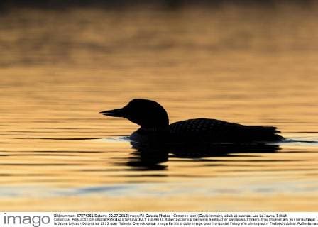 Common loon (Gavia immer), adult at sunrise, Lac Le Jeune, British Columbia.  acp79148 RobertaxOlenick