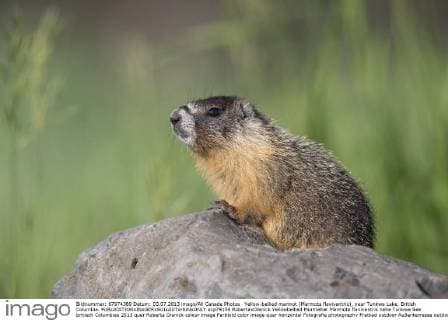 Yellow-bellied marmot (Marmota flaviventris), near Tunkwa Lake, British Columbia.  acp79156 RobertaxOlenick
