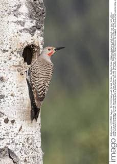 Northern flicker (Colaptes auratus), adult male at nest hole (with chicks inside) in trembling aspen (Populus tremuloides), near Lac Le Jeune, British Columbia.  acp79159 RobertaxOlenick