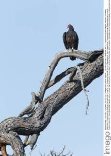 Turkey vulture (Cathartes aura), Thompson-Nicola region, British Columbia.  acp79180 RobertaxOlenick