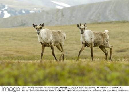 A pair of Woodland Caribou (Rangifer tarandus) on an alpine plateau in the Caribou Range of northern British Columbia  acp79380 StevexOgle