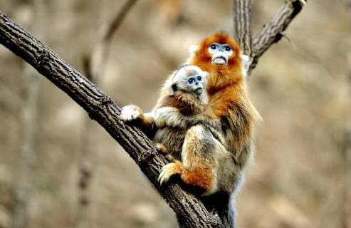 (160108) -- XI AN, Jan. 8, 2016 -- Photo taken on Jan. 6, 2016 shows golden monkeys at the Foping Giant Panda Valley in Foping County, northwest China s Shaanxi Province. ) (wf) CHINA-SHAANXI-WILD-GOLDEN MONKEY (CN) TaoxMing 