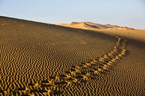  Fußspuren in den Sanddünen, Leeres Viertel, Empty Quarter, Sandwüste Rub al-Chali, auch Rub al-Khali, Vereinigte Arabische Emirate, Asien Copyright: imageBROKER/DanielxKreher ibxdkr04294501.jpg