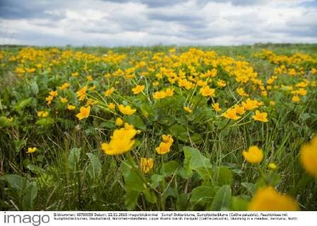 Sumpf-Dotterblume, Sumpfdotterblume (Caltha palustris), Feuchtwiese mit Sumpfdotterblumen, Deutschland, Nordrhein-Westfalen, Lipper Hoehe marsh marigold (Caltha palustris), blooming in a meadow, Germany, North Rhine-Westphalia, Lipper Hoehe BLWS415451 Copyright: xblickwinkel J.xFieberx
