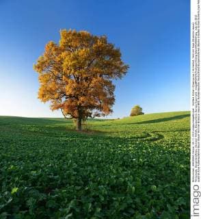 Solitäre Eichen (Quercus sp.) im Herbst, Feld mit Raps (Brassica napus) Wintersaat, Burgenlandkreis, Sachsen-Anhalt, Deutschland, Europa Copyright: imageBROKER AndreasxVitting iblavi04286669.jpg
