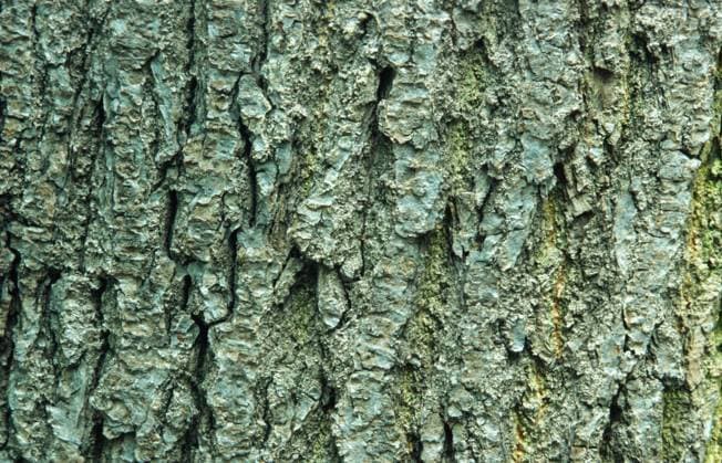 Winterlinde, Winter-Linde (Tilia cordata), Borke, Baum des Jahres 2016 small-leaved lime, littleleaf linden, little-leaf linden (Tilia cordata), bark BLW039530 Copyright: xblickwinkel R.xKoenigx