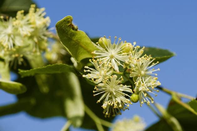 Winterlinde, Winter-Linde (Tilia cordata), bluehender Zweig, Baum des Jahres 2016, Deutschland small-leaved lime, littleleaf linden, little-leaf linden (Tilia cordata), blooming twig, Germany BLWS330813 Copyright: xblickwinkel F.xTeiglerx