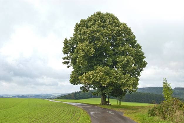 Winterlinde, Winter-Linde (Tilia cordata), Einzelbaum am Feldweg, Baum des Jahres 2016, Deutschland, Sachsen small-leaved lime, littleleaf linden, little-leaf linden (Tilia cordata), single tree at a feld path, Germany, Saxony BLWS338641 Copyright: xblickwinkel McPHOTO H.-R.xMuellerx