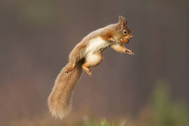 Red squirrel (Sciurus vulgaris) jumping, holding a nut in its mouth, Cairngorms National Park, Scotland, UK, March. Did you know? Red squirrels weigh half as much as grey squirrels.  1390678 PeterxxCairnsx x2020VISION