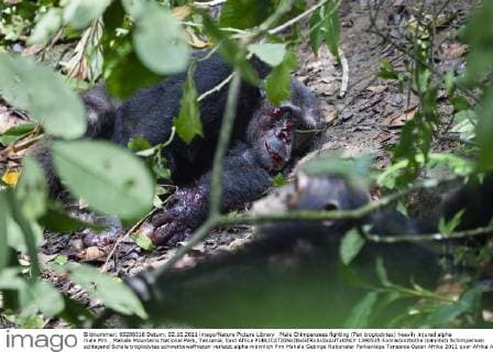 Male Chimpanzees fighting (Pan troglodytes) heavily injured alpha male Pim , Mahale Mountains National Park, Tanzania, East Africa  1390535 KonradxxWothe