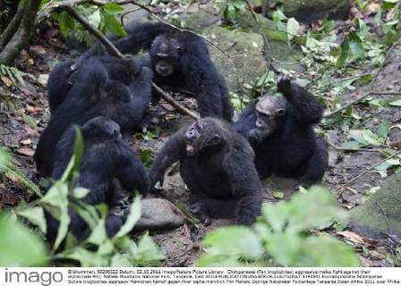 Chimpanzees (Pan troglodytes) aggressive males fight against their alpha male Pim, Mahale Mountains National Park, Tanzania, East Africa  1390541 KonradxxWothe