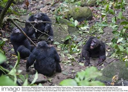 Chimpanzees (Pan troglodytes) aggressive males fight against their alpha male Pim, Mahale Mountains National Park, Tanzania, East Africa  1390542 KonradxxWothe