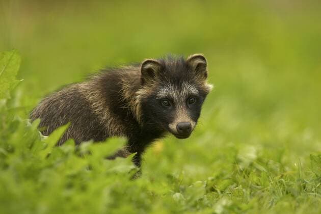 Raccoon Dog (Nyctereutes procyonoides). Indigenous to East Asia, introduced to Scandinavia and eastern Europe. Finland, Europe, August.  1392131 DannyxGreen
