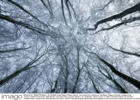 Low angle shot, looking up into Beech (Fagus sylvatica) woodland tree canopy covered in hoar frost. West Woods, Compton Abbas, Dorset, England, UK, December. Did you know? In Celtic mythology Fagus was the god of Beech trees.  1393734 GuyxEdwardesx x2020VISION