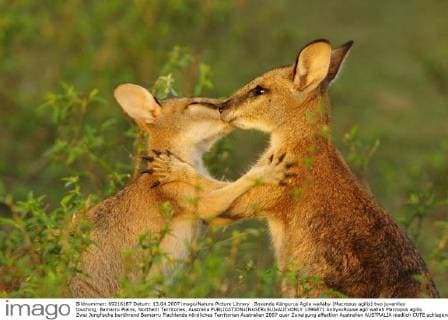Boxende Kängurus Agile wallaby (Macropus agilis) two juveniles touching, Bamarru Plains, Northern Territories, Australia  1396871 AndyxxRouse