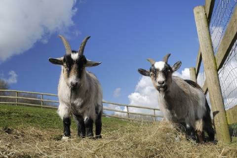 Two adult Pygmy goats (Capra hircus) in a fenced paddock, Wiltshire, UK, March.  1397106 NickxUpton