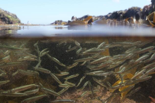 Split level view of a shoal of Atlantic herring fry (Clupea harengus) swimming in a rockpool past kelp fronds (Laminaria sp.), near Falmouth, Cornwall, UK, August.  1402765 NickxUpton