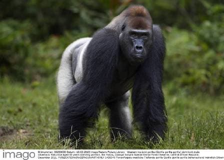 Western lowland gorilla (Gorilla gorilla gorilla) dominant male silverback Makumba aged 32 years standing portrait, Bai Hokou, Dzanga Sangha Special Dense Forest Reserve, Central African Republic. December 2011.  1406340 FionaxRogers