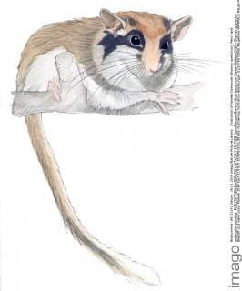 Illustration of Garden Dormouse (Eliomys quercinus). Pencil and watercolor painting.  1417300 JuanxManuelxBorrero