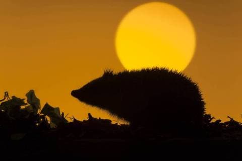 Hedgehog (Erinaceus europaeus) silhouetted against setting sun. UK, October.  1425980 ErniexxJanes