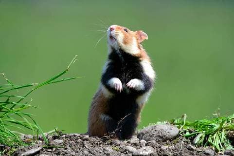 Common hamster standing (Cricetus cricetus) Alsace, France, captive  1428222 EricxBaccega