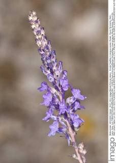 Purple Toadflax (Linara purpurea) flower, Mount Terminillo, Rieti, Lazio, Italy, July  1429130 PaulxxHarcourtxDavies