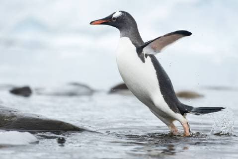 Gentoo Penguin (Pygoscelis papua) in rock pool, Cuverville Island, Antarctic Peninsula, Antarctica  1433902 BenxxCranke