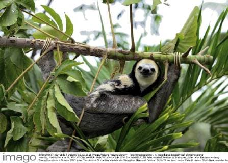 Pale-throated sloth Aï (Bradypus tridactylus) climbing along branch, French Guiana.  1442734 DanielxHEUCLIN
