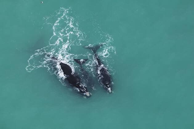 Aerial photograph of Southern Right Whales (Eubalaena australis) near Cape Agulhas, South Africa, Western Cape Province, Indian Ocean, August  1443051 RichardxDuxToit
