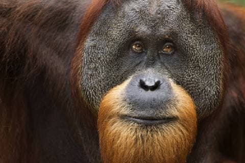 Sumatran orangutan (Pongo abelii) mature male Halik aged 26 years portrait. Gunung Leuser National Park, Sumatra, Indonesia. Apr 2012. Rehabilitated and released (or descended from those which were released) between 1973 and 1995.  1446604 FionaxRogers