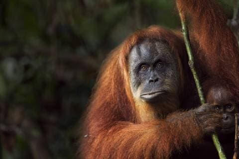 Sumatran orangutan (Pongo abelii) female Suma aged 36 years portrait. Gunung Leuser National Park, Sumatra, Indonesia. Apr 2012. Rehabilitated and released (or descended from those which were released) between 1973 and 1995.  1446614 FionaxRogers