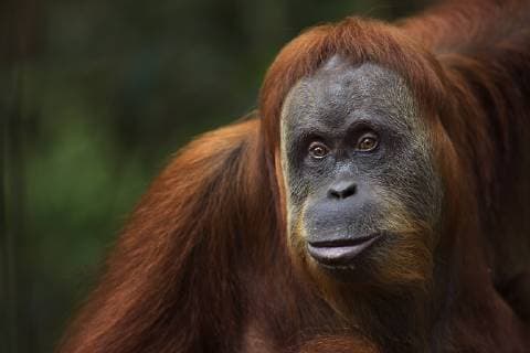 Sumatran orangutan (Pongo abelii) female Suma aged 36 years portrait. Gunung Leuser National Park, Sumatra, Indonesia. Apr 2012. Rehabilitated and released (or descended from those which were released) between 1973 and 1995.  1446622 FionaxRogers