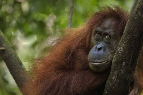 Sumatran orangutan (Pongo abelii) female Sepi aged 14 years resting in a tree - portrait. Gunung Leuser National Park, Sumatra, Indonesia. Apr 2012. Rehabilitated and released (or descended from those which were released) between 1973 and 1995.  1446631 FionaxRogers
